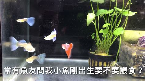 養什麼魚最好養